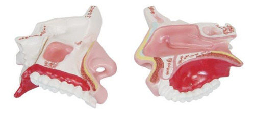 Modelo Da Anatomia Da Cavidade Nasal