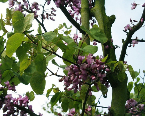 Imagen 6 de 10 de Árbol Del Amor, Árbol De Judas, Cercis Siliquastrum 10lts