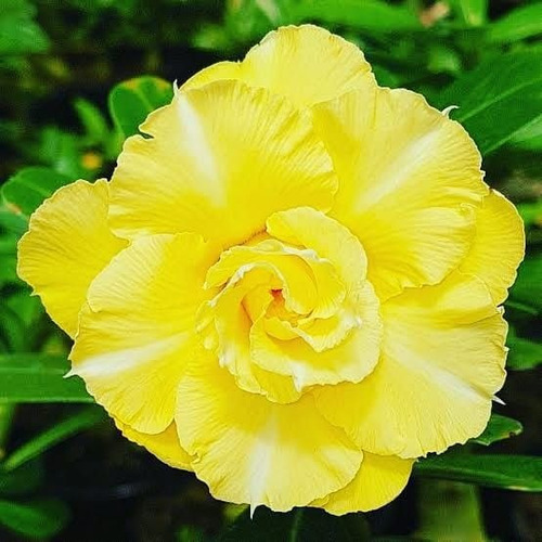 Rosal Del Desierto (adenium) Amarillo + Regalo 