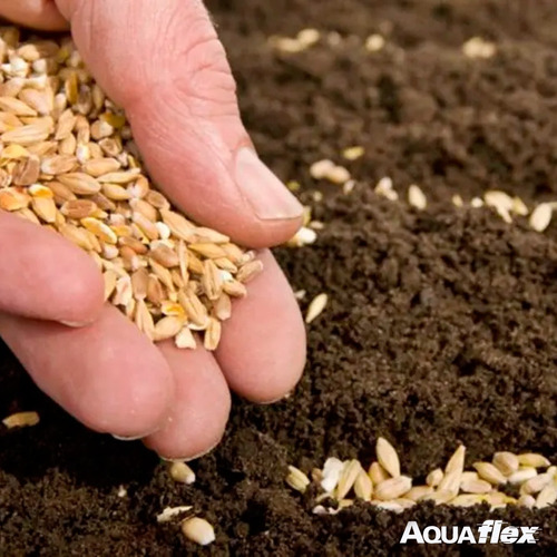 100 Semillas Acelga Huerta Riego Aromaticas Aquaflex