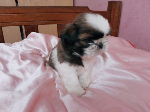 Imagen 2 de 5 de Shih Tzu Pedigri Plata