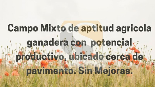 Imagen 4 de 12 de Campo De 50 Has En Venta En Distrito De #trenquelauquen