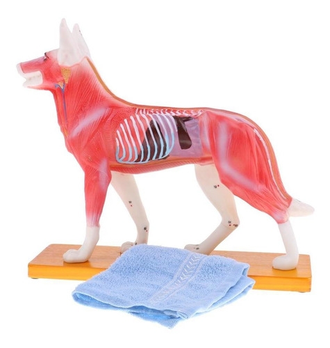 Kit De Anatómico Para Perros Acupuntura Canina Con Base De