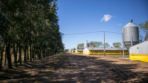 Granja Avícola Gran Oportunidad De Inversión