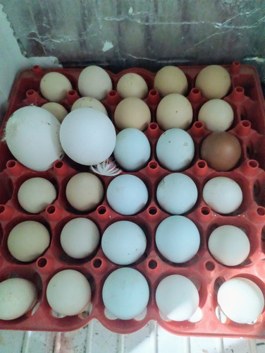 Huevos Fertiles Raza Brahma Europeo