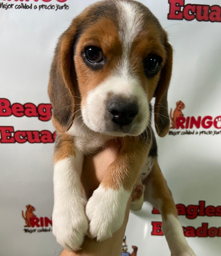 Imagen 4 de 5 de Cachorros Beagle
