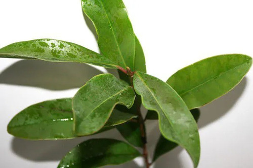 Muda De Pau Mulato Pronta Para Plantio 10 Cm A 40 Cm