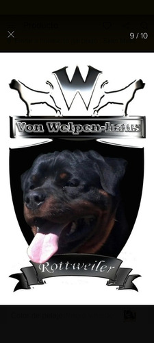 Imagen 6 de 9 de Cachorros Rottweiler Con Pedigree Kcu