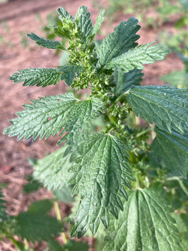 100 Semillas De Ortiga Menor Urtica Urens Dioca