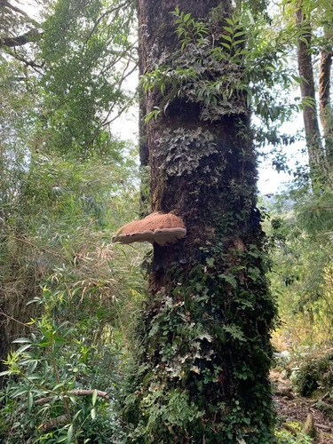 Sitio En Venta En Aisén