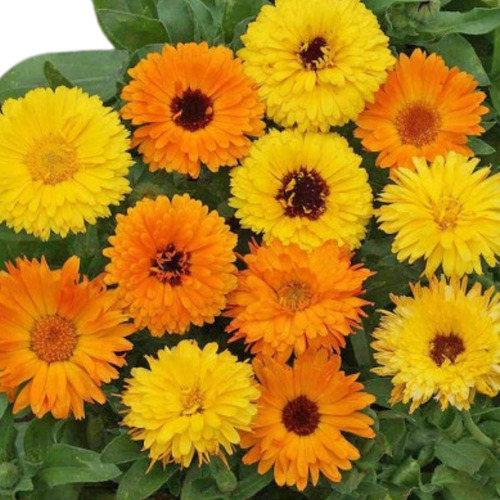 100 Semillas De Calendulas Hermoso Mix Belleza Del Pacífico!