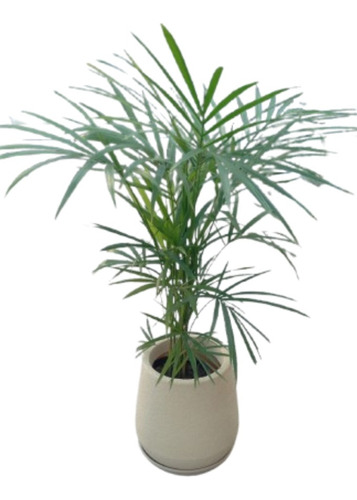 Planta Palmito + Misionera Rotomoldeo + Plato