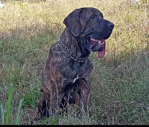 Hermosos Cachorros Fila Brasilero