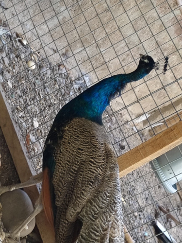 Pavos Reales Azules