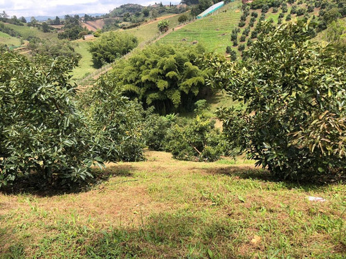 Imagen 19 de 23 de Encantadora Finca Aguacatera En Venta Marinilla