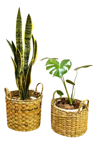 Planta Monstera Y Sansiveria Macetay Porta Maceta De Mimbre 