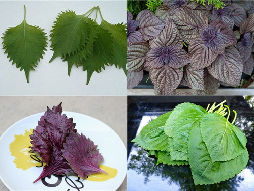Perilla Shiso Mix - Roxa E Verde - Baby Leaf - 40 Sementes