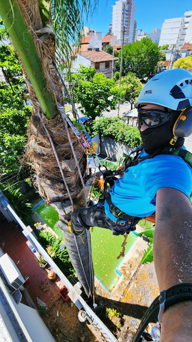 Poda De Arboles Tala Extracciones De Raiz Palmeras Gaston