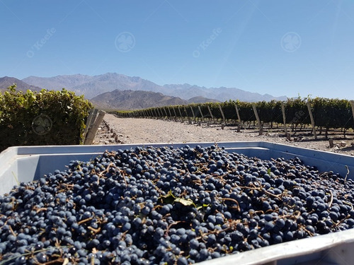 Imagen 5 de 22 de Viñedo Premium De Altura En Mendoza En Venta Sobre Fracción De 23 Has - Oportunidad