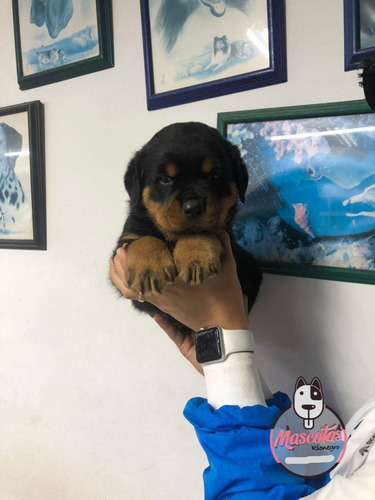 Criadero De Cachorros Rotweiler Medellin Bogota Cali