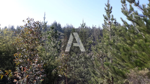 Imagen 7 de 14 de Paredones, Vendo Predio Agrícola Forestal, 23,5 Hectáreas...