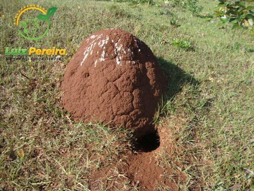 Imagem 3 de 6 de Fazenda Á Venda En Jaraguari- Ms - De 304 Hectares (pecuária) - 1761