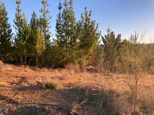 Sitio En Venta En Florida