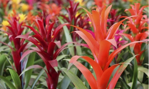 Imagen 3 de 3 de Planta De Interior Guzmania M14