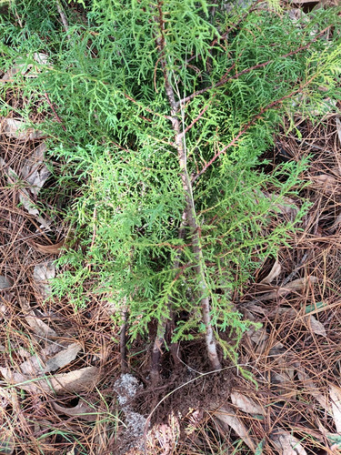 Cipres Macrocarpa En Cubo Y A Raíz Desnuda Envío A Regiones