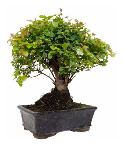 Bonsai Sageretia (ciruelo Chino)