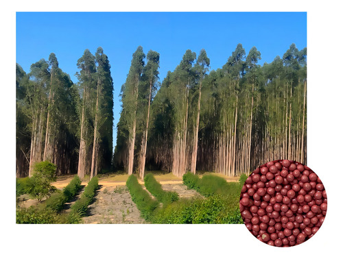 Semillas de eucalipto Urograndis para la producción de leña, 1000 unidades