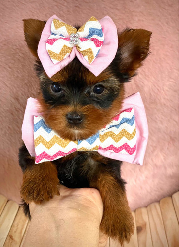 Yorkshire Terrier Fêmea Filhote