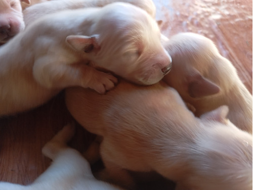 Cachorros Golden Retriever 