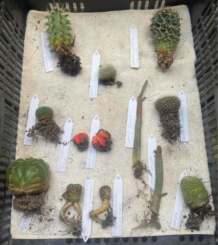 Tephrocactus Articulatus Var. Papyracanthus Astrophytum Raro