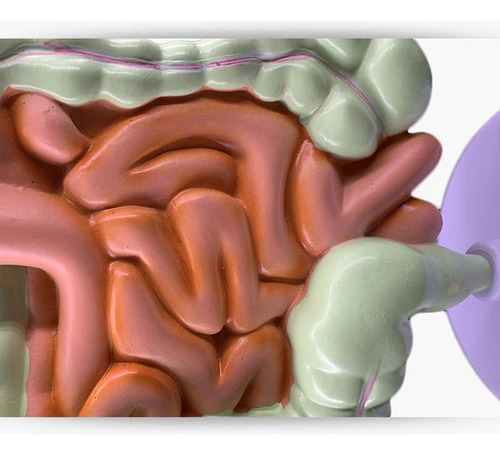 Modelo Del Sistema Digestivo Humano Anatomía Del Estomago In