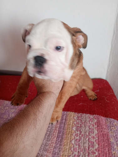 Vendo Cachorra Bulldog Ingles Con Kca Marrón Y Blanca