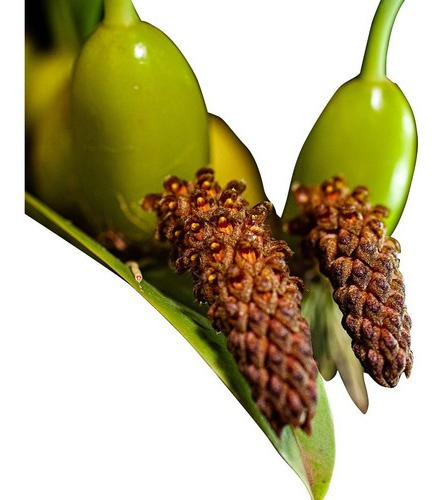 Orquídea Bulbophyllum Crassipes Mudas Adultas Cortes 3 Bulbo