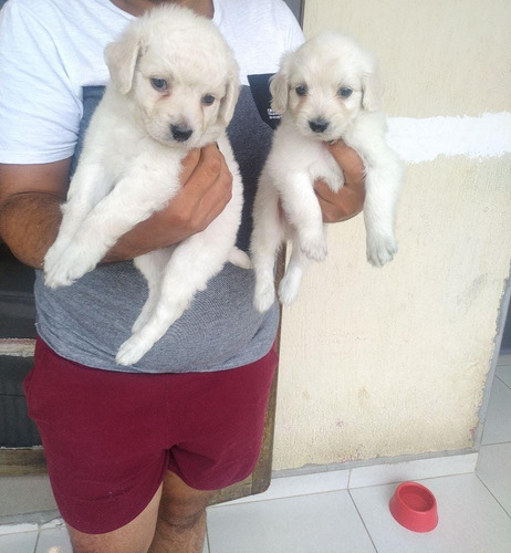 Lhasa Apso Macho