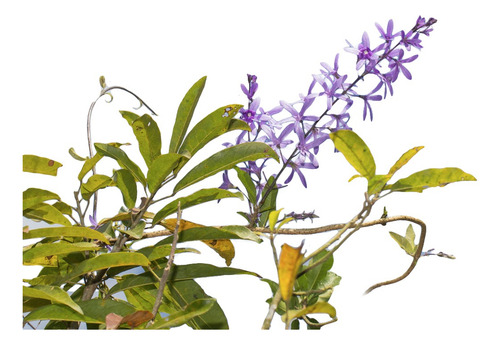 Planta De Wisteria Mexicana