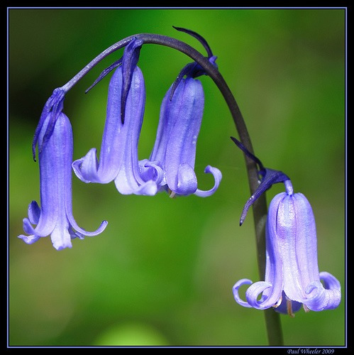 Sino Azul Inglês - Hyacinthoides Sementes Flor P/ Mudas | Parcelamento sem  juros