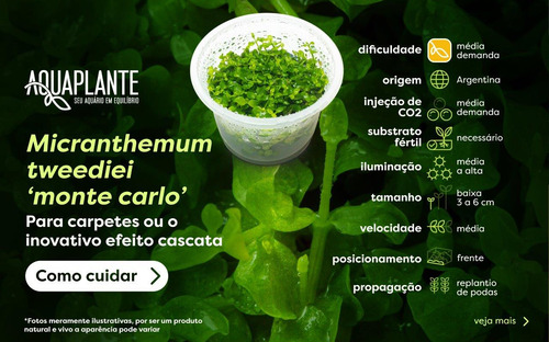 Kit Com 3 Micranthemum Tweediei Monte Carlo (in Vitro)