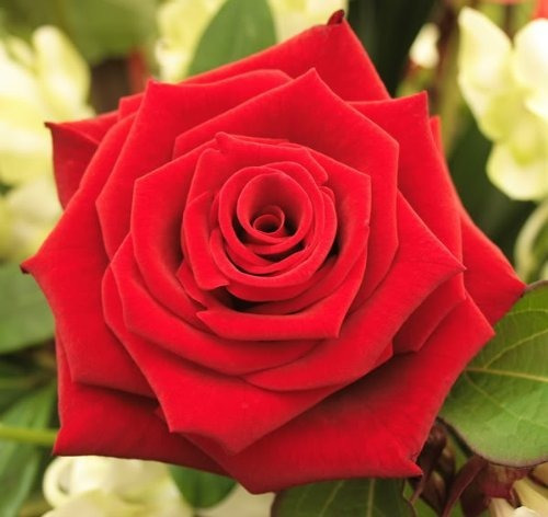 5 Red Rose Rosa Bush Arbusto Semillas De Flores Perennes *