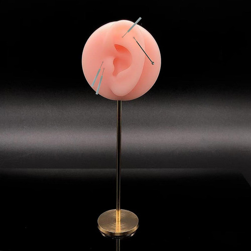 Modelo De Oreja, Soporte De Rosa Izquierda Rosa Izquierda