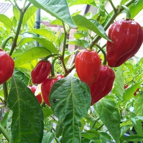 Sementes De Pimenta Boyra Habanero Vermelha 200 Sementes