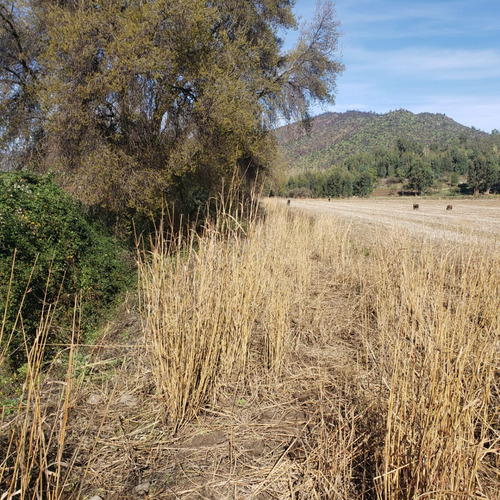 Parcela Agrícola De 4.78 Hcts Y Riego Los Silos- Las Cabras