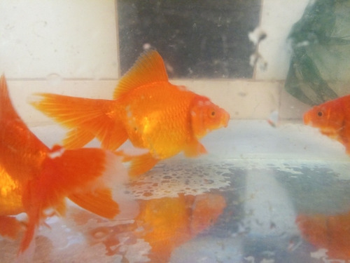 Golfish 13 Cm Peces Agua Fria Directo Criadero