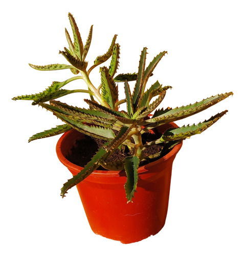 Kalanchoe Medicinal 20 Cms Planta + Macetero Y Plato