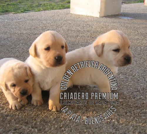 Cachorros Y Cachorras Golden Retriever Pureza A La Vistaa