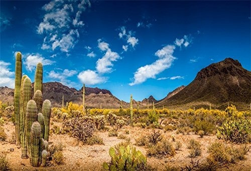 Lfeey Acuarela Cactus Cactus Salvaje Fondo De Fotografia