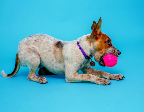 Pelota Para Mascota Hartz Duraplay, Talla S, Color Aleatorio